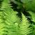 ferns